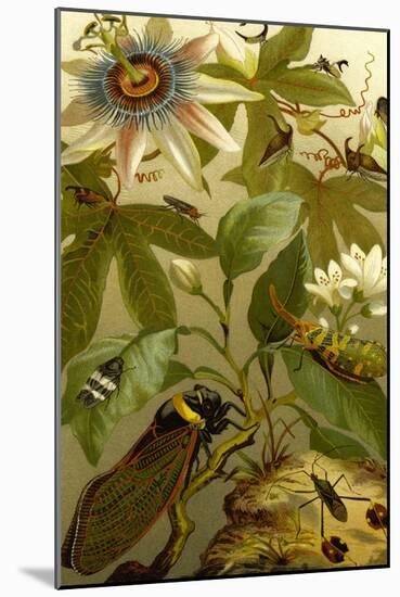 Passion Flower with Insects-F.W. Kuhnert-Mounted Art Print