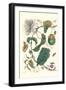 Passion Flower with Leaf-Footed Plant Bug-Maria Sibylla Merian-Framed Art Print