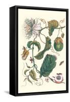 Passion Flower with Leaf-Footed Plant Bug-Maria Sibylla Merian-Framed Stretched Canvas