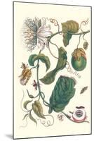 Passion Flower with Leaf-Footed Plant Bug-Maria Sibylla Merian-Mounted Art Print