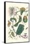 Passion Flower with Leaf-Footed Plant Bug-Maria Sibylla Merian-Framed Stretched Canvas