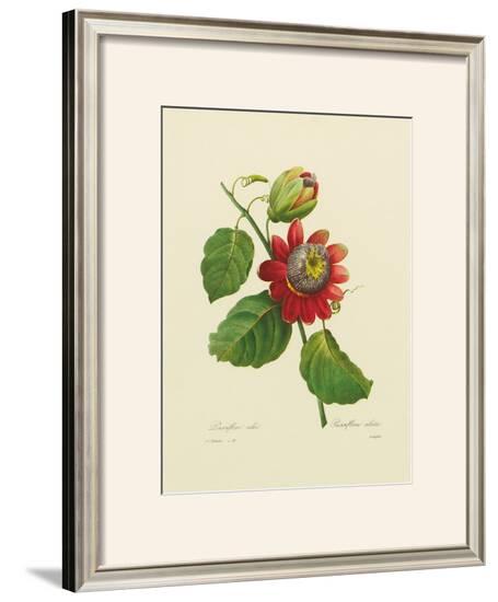 Passion Flower-Pierre-Joseph Redouté-Framed Giclee Print