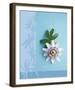 Passion Flower-Amelie Vuillon-Framed Art Print