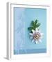 Passion Flower-Amelie Vuillon-Framed Art Print