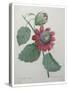 Passion Flower-Pierre-Joseph Redoute-Stretched Canvas