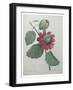 Passion Flower-Pierre-Joseph Redoute-Framed Art Print