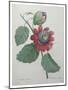 Passion Flower-Pierre-Joseph Redoute-Mounted Art Print