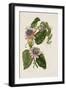 Passion Flowers, circa 1796-1799-Mary Lawrence-Framed Giclee Print