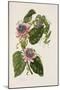 Passion Flowers, circa 1796-1799-Mary Lawrence-Mounted Giclee Print