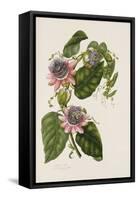 Passion Flowers, circa 1796-1799-Mary Lawrence-Framed Stretched Canvas