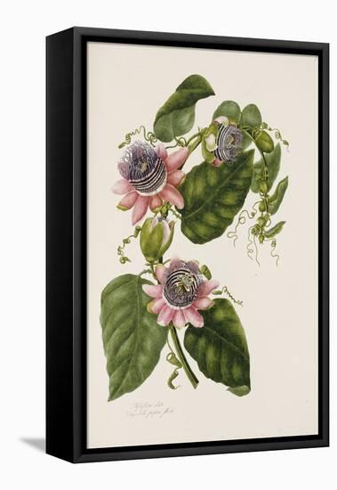 Passion Flowers, circa 1796-1799-Mary Lawrence-Framed Stretched Canvas