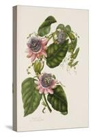 Passion Flowers, circa 1796-1799-Mary Lawrence-Stretched Canvas