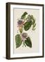 Passion Flowers, circa 1796-1799-Mary Lawrence-Framed Giclee Print