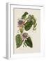 Passion Flowers, circa 1796-1799-Mary Lawrence-Framed Giclee Print