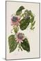 Passion Flowers, circa 1796-1799-Mary Lawrence-Mounted Giclee Print