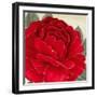 Passion I-Linda Wood-Framed Giclee Print