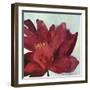 Passionate Flower-Asia Jensen-Framed Art Print