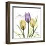 Passionately Tulip-Albert Koetsier-Framed Art Print