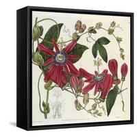 Passionflower, from 'The Botanical Register'-Sydenham Teast and John Edwards and Lyndley-Framed Stretched Canvas