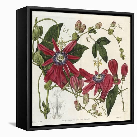 Passionflower, from 'The Botanical Register'-Sydenham Teast and John Edwards and Lyndley-Framed Stretched Canvas
