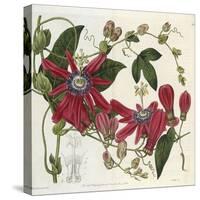 Passionflower, from 'The Botanical Register'-Sydenham Teast and John Edwards and Lyndley-Stretched Canvas