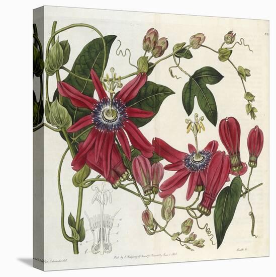 Passionflower, from 'The Botanical Register'-Sydenham Teast and John Edwards and Lyndley-Stretched Canvas