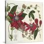 Passionflower, from 'The Botanical Register'-Sydenham Teast and John Edwards and Lyndley-Stretched Canvas