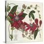 Passionflower, from 'The Botanical Register'-Sydenham Teast and John Edwards and Lyndley-Stretched Canvas