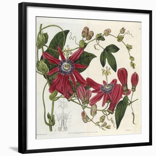 Passionflower, from 'The Botanical Register'-Sydenham Teast and John Edwards and Lyndley-Framed Giclee Print