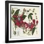 Passionflower, from 'The Botanical Register'-Sydenham Teast and John Edwards and Lyndley-Framed Giclee Print