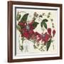 Passionflower, from 'The Botanical Register'-Sydenham Teast and John Edwards and Lyndley-Framed Giclee Print