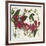 Passionflower, from 'The Botanical Register'-Sydenham Teast and John Edwards and Lyndley-Framed Giclee Print