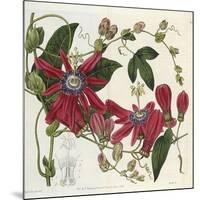 Passionflower, from 'The Botanical Register'-Sydenham Teast and John Edwards and Lyndley-Mounted Giclee Print