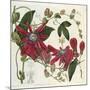 Passionflower, from 'The Botanical Register'-Sydenham Teast and John Edwards and Lyndley-Mounted Giclee Print