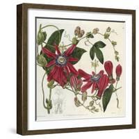 Passionflower, from 'The Botanical Register'-Sydenham Teast and John Edwards and Lyndley-Framed Giclee Print