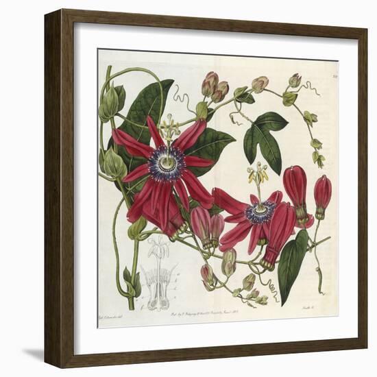 Passionflower, from 'The Botanical Register'-Sydenham Teast and John Edwards and Lyndley-Framed Giclee Print