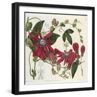 Passionflower, from 'The Botanical Register'-Sydenham Teast and John Edwards and Lyndley-Framed Giclee Print