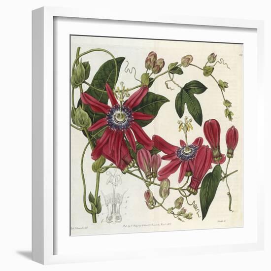 Passionflower, from 'The Botanical Register'-Sydenham Teast and John Edwards and Lyndley-Framed Giclee Print