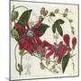 Passionflower, from 'The Botanical Register'-Sydenham Teast and John Edwards and Lyndley-Mounted Giclee Print