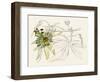 Passionflower I-Melissa Wang-Framed Art Print