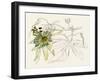 Passionflower I-Melissa Wang-Framed Art Print