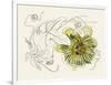 Passionflower II-Melissa Wang-Framed Art Print