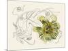 Passionflower II-Melissa Wang-Mounted Art Print