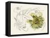 Passionflower II-Melissa Wang-Framed Stretched Canvas