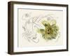 Passionflower II-Melissa Wang-Framed Art Print