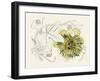 Passionflower II-Melissa Wang-Framed Art Print