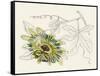 Passionflower III-Melissa Wang-Framed Stretched Canvas