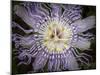 Passionflower, the larval plant for the Gulf Fritillary, and the Zebra longwing, Florida-Maresa Pryor-Mounted Photographic Print