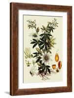 Passionflower-John Miller-Framed Giclee Print