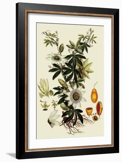 Passionflower-John Miller-Framed Giclee Print